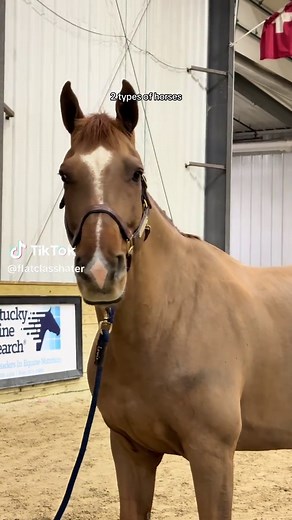 Understanding Hunter Horses in Equestrian Sports