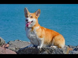 How to Apply Revolution for Dogs - Easy & Effective Guide!