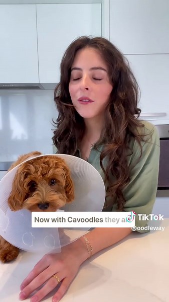 Desexing Cavoodles: Why 6 Months is Ideal