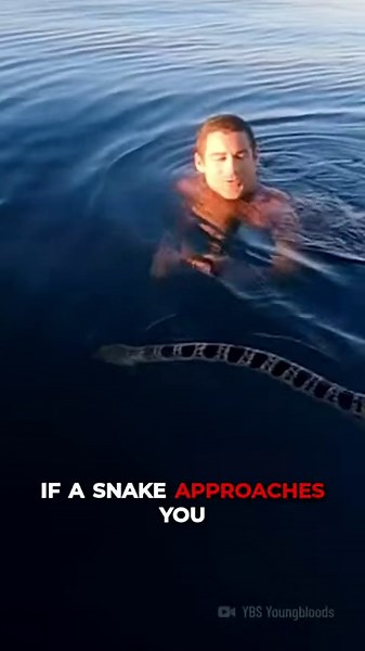 Surviving a Venomous Sea Snake Encounter