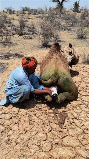 لمسة رحمة تحت شمس الصحراء — مشهد جميل للعناية بالجمل باستخدام مرهم أسود 🐪☀️✨
