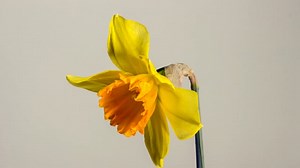 Cloche De Pâques Jonquille - Free video on Pixabay