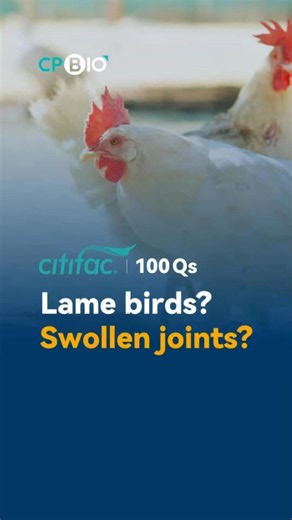 Behind High Poultry Cull Rates: How to Manage Infectious Synovitis?