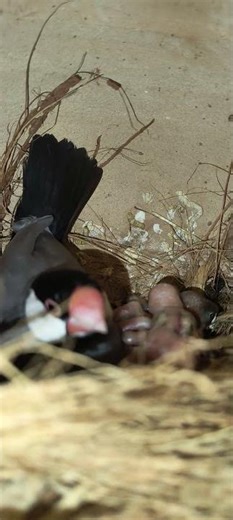 java bird wow....| Baby Java #subscribe #birds #javasparrow