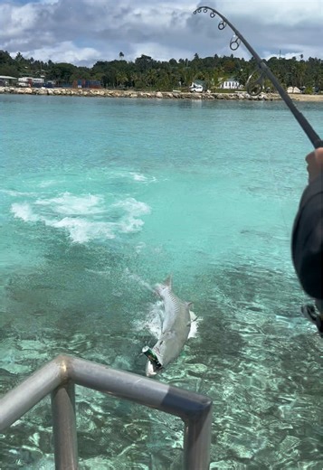 Barracuda Attack: Nature's Spectacle