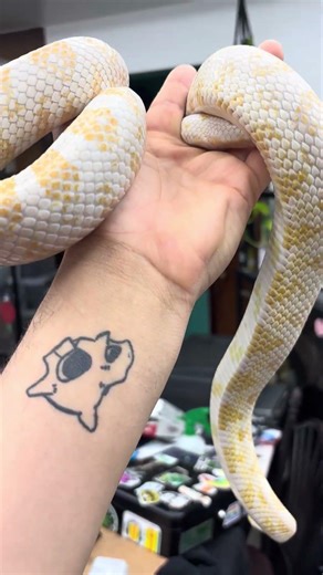 John Snow Corn Snake