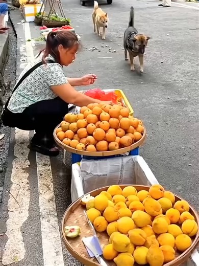 Chó Bá Đạo: Đi Chợ Thú Vị Cùng Chủ