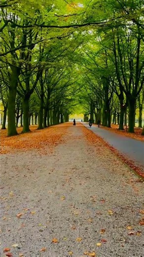 When trees paint the perfect pathway 🌿✨