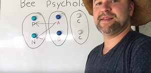 Bee Psychology