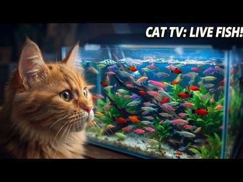 CAT TV 24/7: Live Colorful Fish Tank for Cats to Watch | Relaxing Aquarium Video