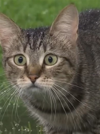 Amazing Cat Football Skills ⚽🐱#football #cat #catskills #funnycat #viralvideo