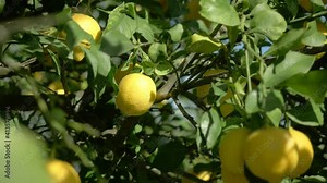 ripe lemon hanging on tree branch in sunshine. healthy lemon trees. bunches of fresh yellow ripe lemons on lemon tree branches in Italian garden. citrus fruits orchard. fruit crops.