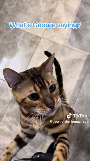 George the Bengal Cat's Squeaky Morning Meow