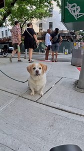 Baker, Beagle/Pekingese mix (14 y/o), 43rd & 9th Ave., New York, NY• “April 1st he had surgery – they found 36 bladder stones. He’s been the best thing in the world for me. I have Crohn’s disease, with serious depression and anxiety. He’s helped so much – literal difference in blood pressure. During COVID was tough, and the separation anxiety since then has been the real issue with him. He wants to be by my side all the time, and same here.” | The Dogist