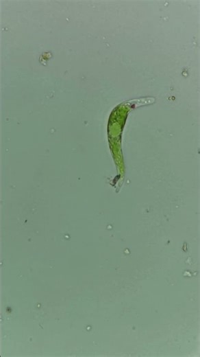 Lepocinclis sp. under the microscope | 50x / 0,75NA