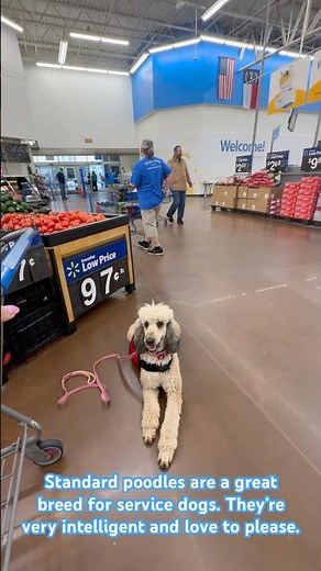 Standard poodles make great service dogs!