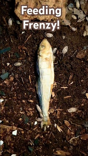 Dried Herring Vanishes, Dairy Cow Isopod Feast Timelapse