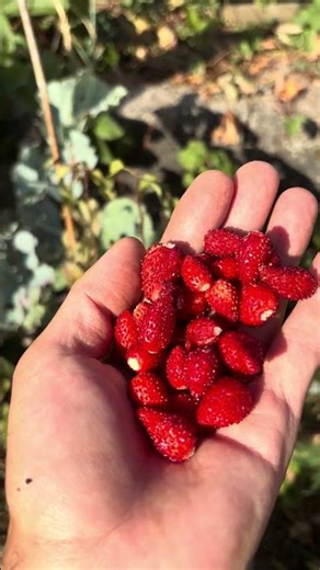Grow Crops Resistant to Extreme Heat and Drought: Global Warming and Natural Farming