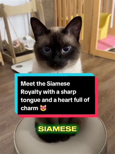Meet the Siamese Royalty with a sharp tongue and a heart full of charm 😻 #cutecatsoftiktok❤️ #siamese #siamesecats #siamesecatsoftiktok #animalsfunny #animalsworld #petstiktokfun #CapCut