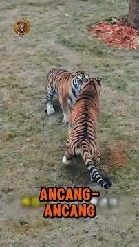 Tiger vs. Lion, Who Is the True King? These Facts Will Shock You! #Tiger #Lion