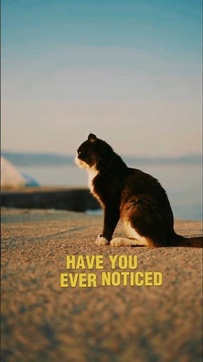 Can Cats See Ghosts? 👻 The Truth Behind Their Strange Behavior & Paranormal Senses