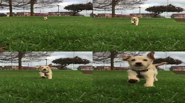 Dog Bolts Into Camera in Full-Speed Chase