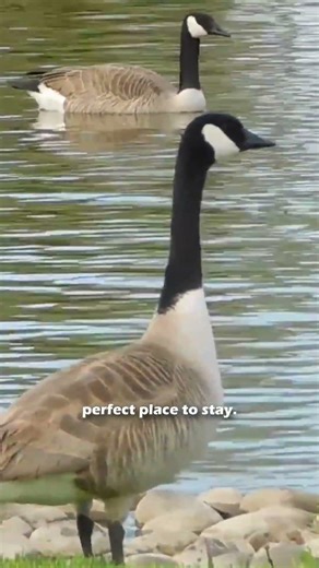 How to Prevent Geese From Nesting on Your Property