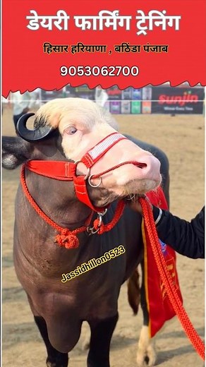 Modern Dairy Farming Training | Complete Guide for Beginners | Step-by-Step practical training |