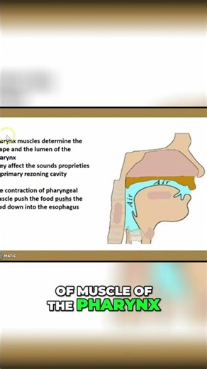 Pharynx Muscles: Function, Shape, and Sound Explained #shorts