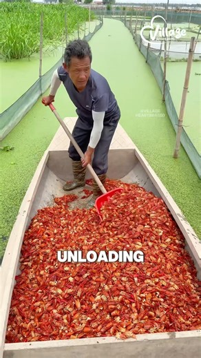 How do Chinese farmers feed softshell turtles?