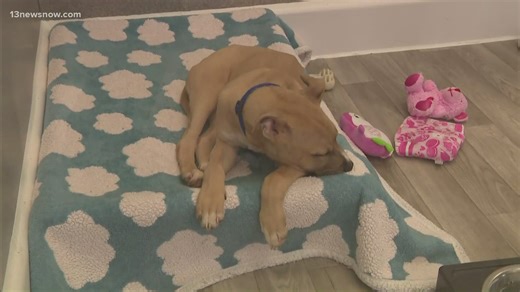 Paws for Charity fundraiser returns in Virginia Beach, aiming for $30K goal