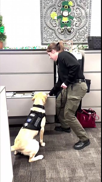 Macomb's first electronic storage detection dog K9 Briggs