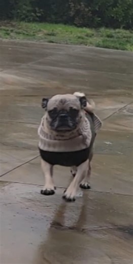 Yay, I was worried about them going to the bathroom in the rain but it slowed down a bit and they went. Both are potty trained. I do have pad in the house if a down pour starts again. | Lucy Lucy