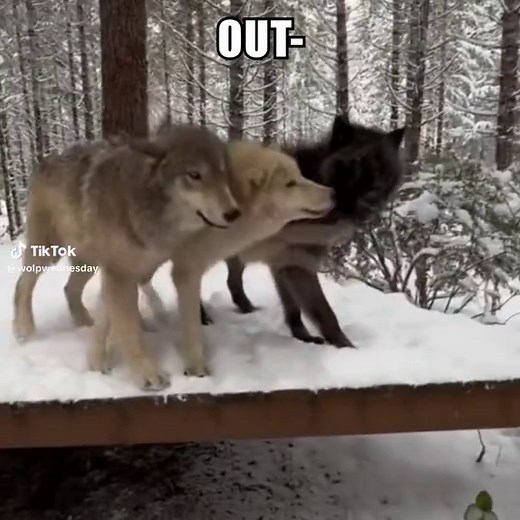 I’VE BEEN TOURING WOLPSIDE 🐺🗺️ Wolp Wednesday merch is now available! Link in bio 🐺 #wolpwednesday #wolf #wolves #edit #fyp