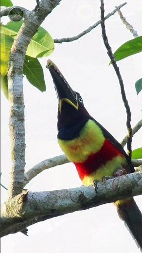 Where does the Chestnut-eared Aracari live? #avifauna #birdwatching #birds #toucans