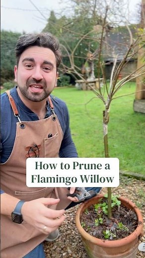 How to prune your Salix Pink Flamingo Willow Tree in February