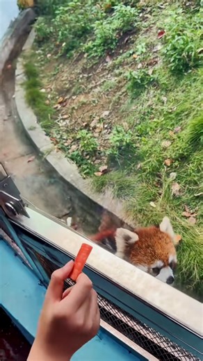 1.3K views · 51 reactions | Red panda doing adorable things. 力 #panda #cute #funny #fluffy | Ultimate Red Panda | Facebook