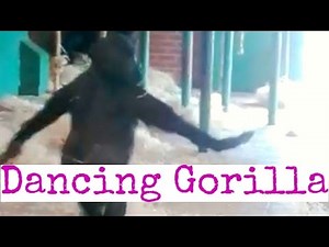 Gorilla filmed ballet dancing at Twycross Zoo