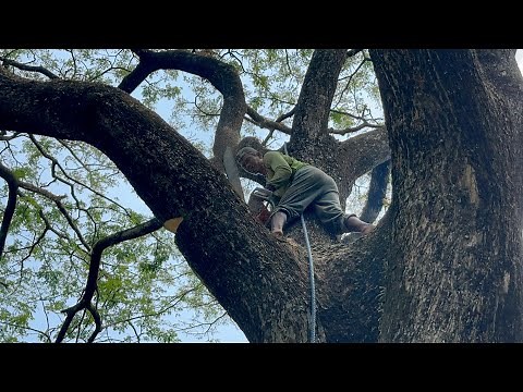 Very very dangerous tree logging!! Amazing skill Felling huge tree.