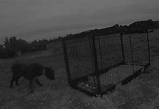 Romanian foster dog lived in woods while on run for seven months