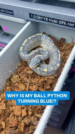 Why Is My Ball Python Turning Blue💙😍