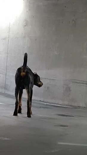 Dobermann | Der Erzfeind Ampel