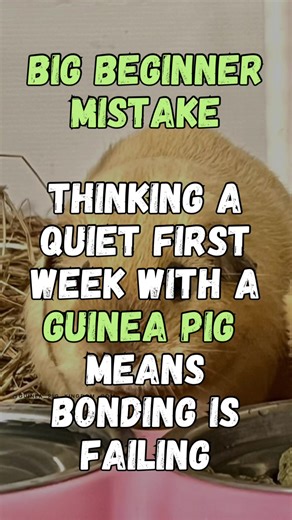 One of the biggest beginner mistakes is thinking: “My guinea pig is still hiding, so bonding must be failing.” Nope. Not necessarily. A quiet first week is often exactly what a nervous little prey animal needs. Your guinea pig does not need to become confident on your schedule. Your guinea pig needs: • safety • predictability • calm routines • less pressure • time to adjust That is why I always say: Safety first. Friendship second. Save this for the days when you start worrying that “nothing is