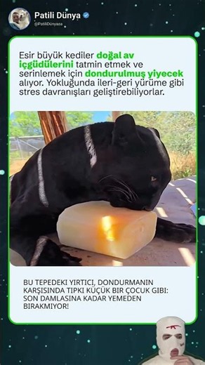 Esir büyük kedi, dondurulmuş eti son damlasına kadar bırakmıyor!