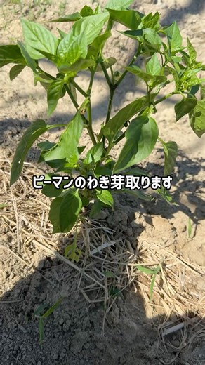 ピーマンのわき芽取り