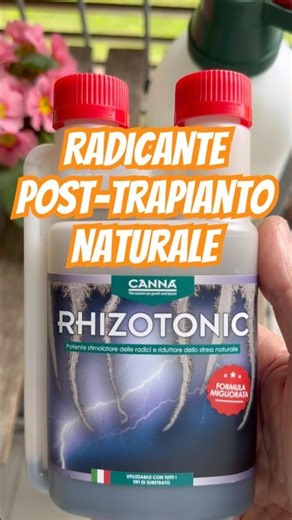 TUTORIAL RADICAZIONE BONSAI | Miracoloso radicante naturale a base di alghe !!! #rhizotonic