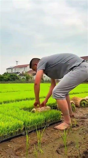 Application of Innovative Methodology to Improve the Efficiency of Modern Rice Cultivation