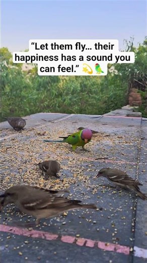 Let Them Fly 🦜 | Emotional Bird Freedom Message | Save Parrots & Wildlife