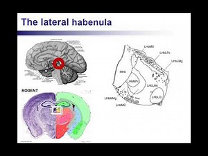 Relapse to cocaine seeking in a rat model: Behavioral and neuro-chemical mechanisms.