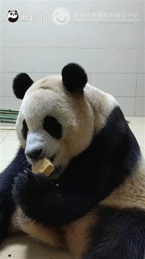 191K views · 8.4K reactions | Giant panda Fu Bao has been back in...